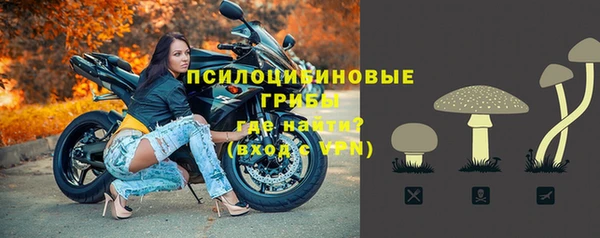 стаф Алзамай