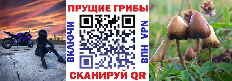 цена наркотик  Заполярный  Галлюциногенные грибы Psilocybine cubensis 